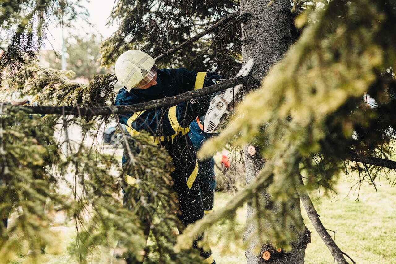 Best Tree Branch Trimming  in Oriole Beach, FL